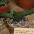 Gasteria batesiana var  dolomitica van Jaarsv amp Wyk
