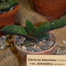 Gasteria batesiana var  dolomitica van Jaarsv amp Wyk