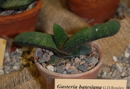 Gasteria batesiana var  dolomitica van Jaarsv amp Wyk