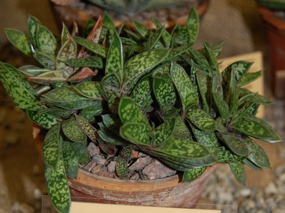 Gasteria bicolor  var  liliputana  Poelln  van Jaarsv