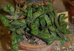 Gasteria bicolor  var  liliputana  Poelln  van Jaarsv
