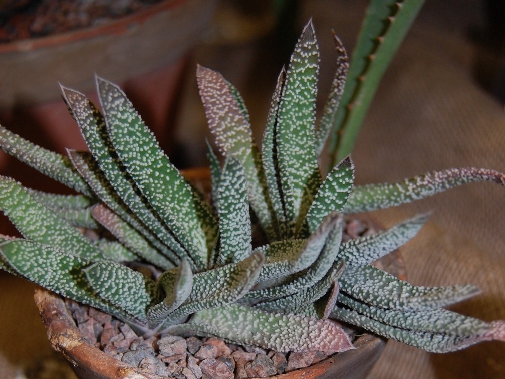 Gasteria carinata var  verrucosa  Mill  Haw