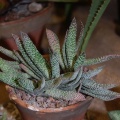 Gasteria carinata var  verrucosa  Mill  Haw