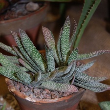 Gasteria carinata var  verrucosa  Mill  Haw