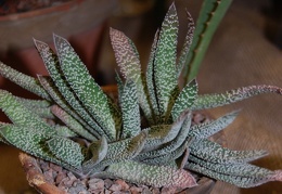 Gasteria carinata var  verrucosa  Mill  Haw
