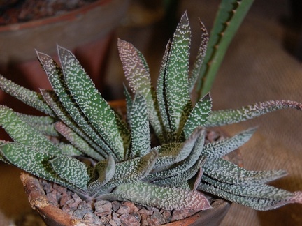 Gasteria carinata var  verrucosa  Mill  Haw