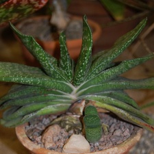 Gasteria disticha  L  Haw