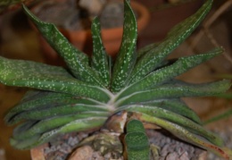 Gasteria disticha  L  Haw