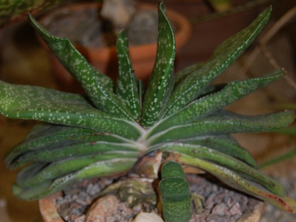 Gasteria disticha  L  Haw