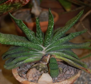 Gasteria disticha  L  Haw