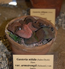 Gasteria nitida var armstrongii  Schoenl  van Jaarsv