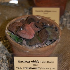 Gasteria nitida var armstrongii  Schoenl  van Jaarsv