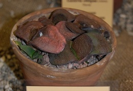 Gasteria nitida var armstrongii  Schoenl  van Jaarsv