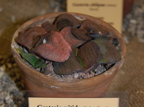 Gasteria nitida var armstrongii  Schoenl  van Jaarsv