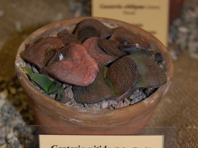 Gasteria nitida var armstrongii  Schoenl  van Jaarsv