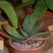 Gasteria obliqua