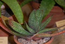 Gasteria obliqua