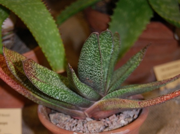 Gasteria obliqua