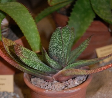 Gasteria obliqua