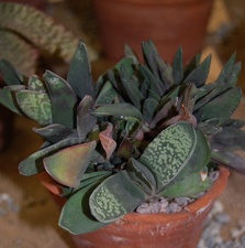 Gasteria pseudonigricans Haw