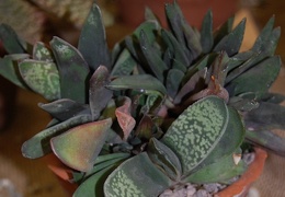 Gasteria pseudonigricans Haw