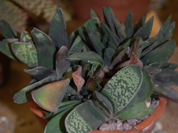 Gasteria pseudonigricans Haw
