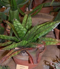 Gasteria sp