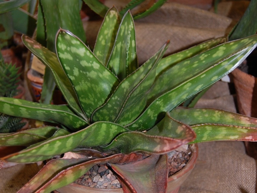 Gasteria sp