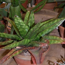 Gasteria sp