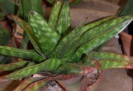 Gasteria sp