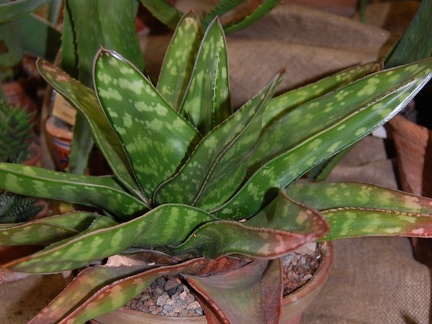Gasteria sp