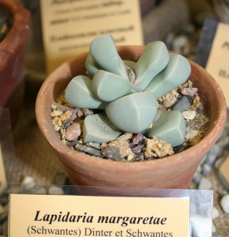 Выставка суккулентов в Ботсаду 04-07.10.2012