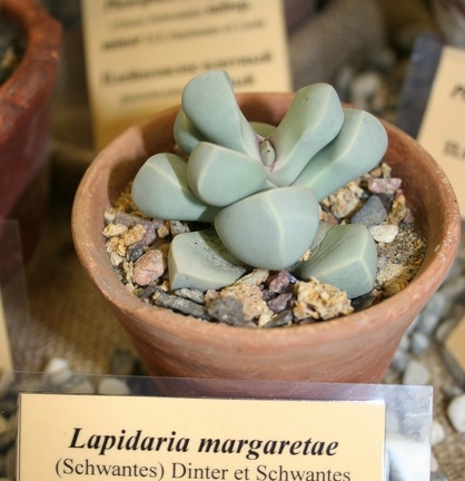 Выставка суккулентов в Ботсаду 04-07.10.2012