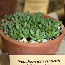 Выставка суккулентов в Ботсаду 04-07.10.2012