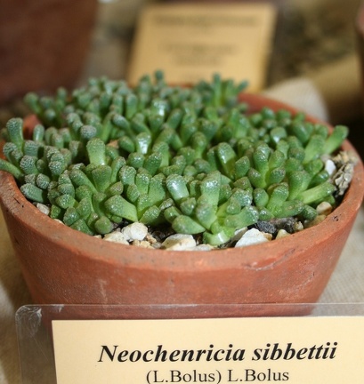 Выставка суккулентов в Ботсаду 04-07.10.2012