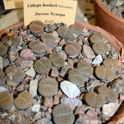 Выставка суккулентов в Ботсаду 04-07.10.2012