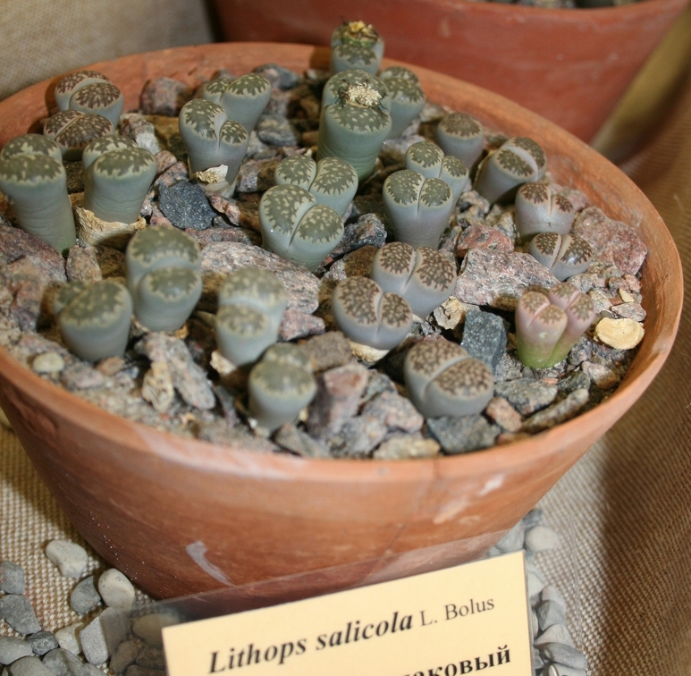 Выставка суккулентов в Ботсаду 04-07.10.2012