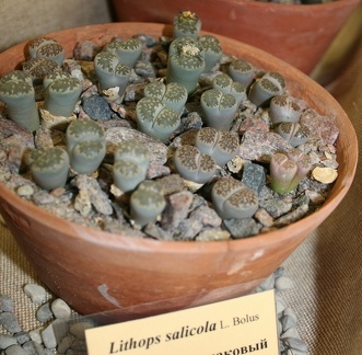 Выставка суккулентов в Ботсаду 04-07.10.2012