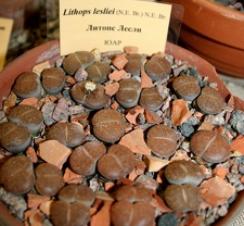 Выставка суккулентов в Ботсаду 04-07.10.2012