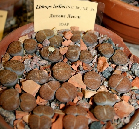 Выставка суккулентов в Ботсаду 04-07.10.2012