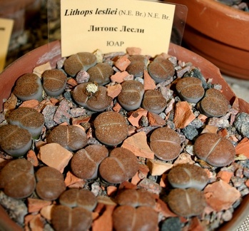 Выставка суккулентов в Ботсаду 04-07.10.2012