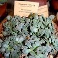 Выставка суккулентов в Ботсаду 04-07.10.2012