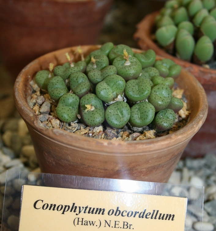 Выставка суккулентов в Ботсаду 04-07.10.2012