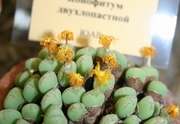 Выставка суккулентов в Ботсаду 04-07.10.2012
