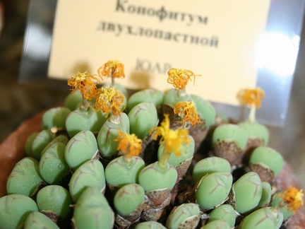 Выставка суккулентов в Ботсаду 04-07.10.2012