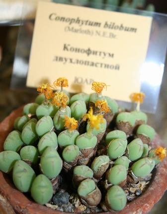 Выставка суккулентов в Ботсаду 04-07.10.2012