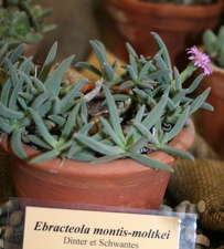 Выставка суккулентов в Ботсаду 04-07.10.2012