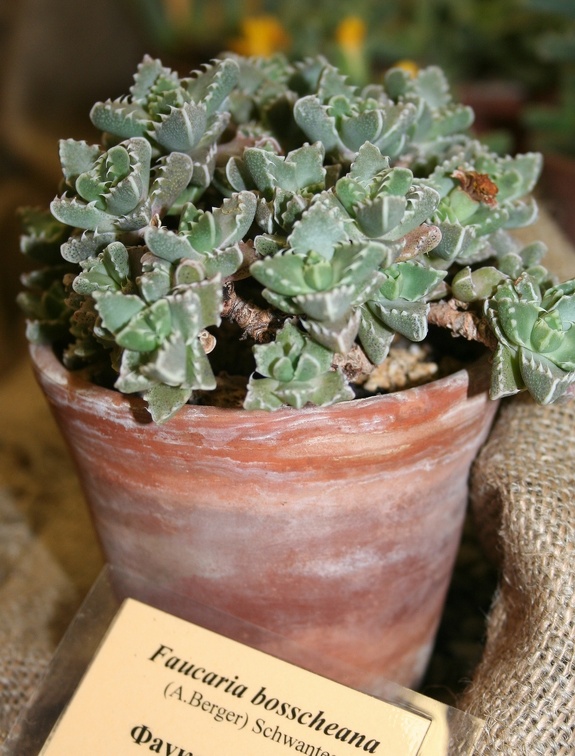 Выставка суккулентов в Ботсаду 04-07.10.2012