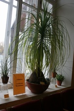 Выставка суккулентов в Ботсаду 04-07.10.2012