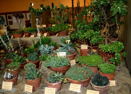 Выставка суккулентов в Ботсаду 04-07.10.2012